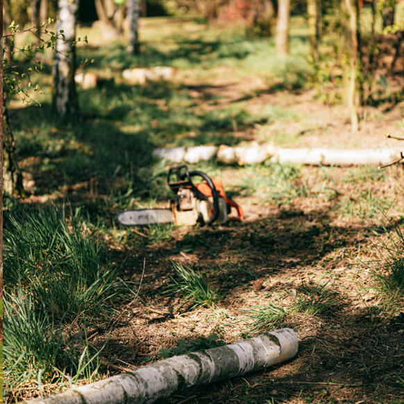 tree-removal-service